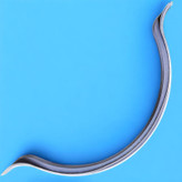 واشر هلالی کارتل روغن خودرو فورس مدل 004031 کد M15TC مناسب برای شاهین بسته ۲ عددی